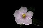 糙葉耳藥花-花07.JPG