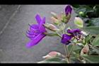 蒂牡花-花05.jpg