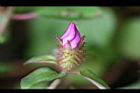 蔓性野牡丹-花苞0.jpg
