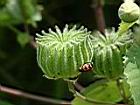 磨盤草-實3.JPG