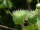 磨盤草-實4.JPG