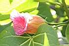 繖楊-紅花0.JPG