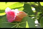 繖楊-紅花1.JPG