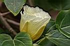 繖楊-花1.JPG