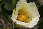繖楊-花2.JPG