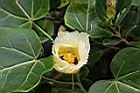 繖楊-花4.JPG