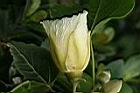 繖楊-花6.JPG