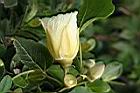 繖楊-花7.JPG