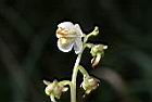 玉山鹿蹄草-花03.JPG