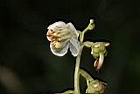 玉山鹿蹄草-花04.JPG