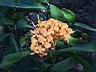 仙丹花01.JPG