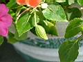 非洲鳳仙花01.JPG