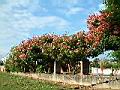 台灣欒樹4-紅花911010.jpg
