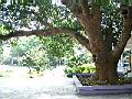 芒果樹08.JPG