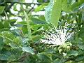 馬拉巴栗-花03.JPG