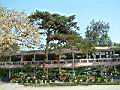 黑松-全2.JPG