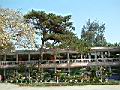 黑松-全3.JPG