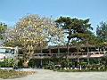 黑松-全5.JPG