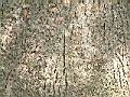 樟樹-皮5.JPG