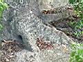 鳳凰木-根920808.jpg