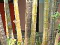 黃椰子01.jpg