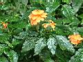 小蝦花-花葉.jpg