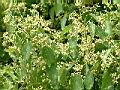 樟樹-花4.JPG