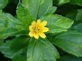 蟛蜞菊-花920530.jpg