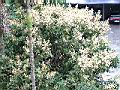 龍眼花920422-5.jpg