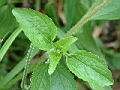 白花藿香薊13.JPG