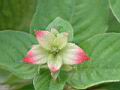 粉葉金花-花920731-3.jpg