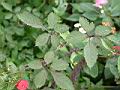虎葛08.JPG
