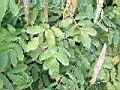 貓尾草-葉1.jpg