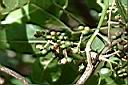 三叉虎-實00.JPG