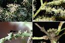 三斗石櫟-花1.jpg