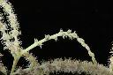 三斗石櫟-雌花00.JPG