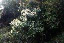 三斗石櫟03.JPG