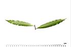 三斗石櫟-葉背13.JPG