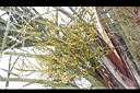 三角椰子-花序02.JPG
