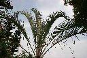 三角椰子-葉00.jpg