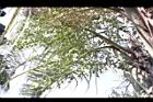 三角椰子-實00.JPG