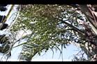 三角椰子-實01.JPG