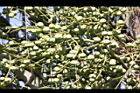 三角椰子-實07.JPG