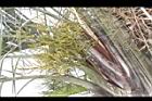 三角椰子-花序00.JPG