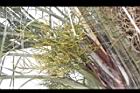 三角椰子-花序01.JPG