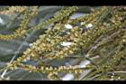 三角椰子-花序06.JPG