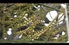 三角椰子-花序07.JPG