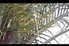 三角椰子-花序08.JPG
