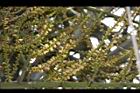 三角椰子-花序10.JPG