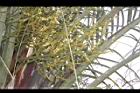 三角椰子-花序11.JPG